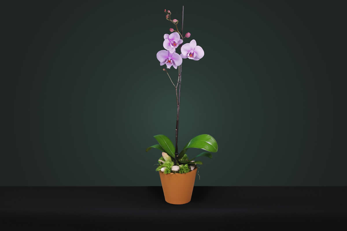 mercaflor-ramos-flores-flowers-bavaro-punta-cana-10